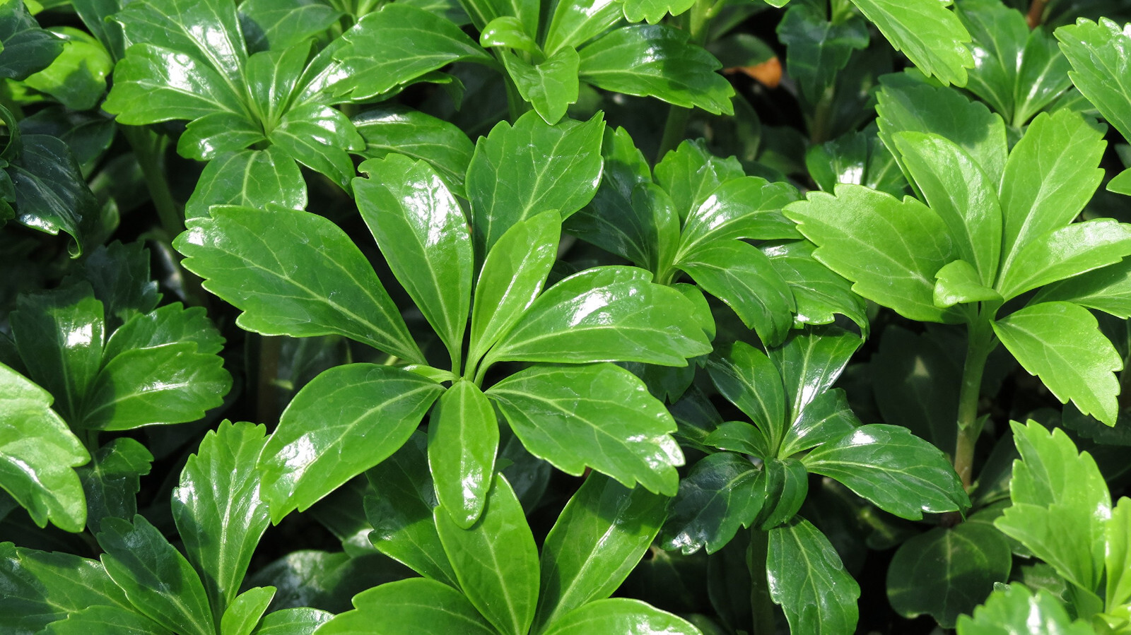 Pachysandra Green Sheen 25 Plants in 2.5-inch Pots