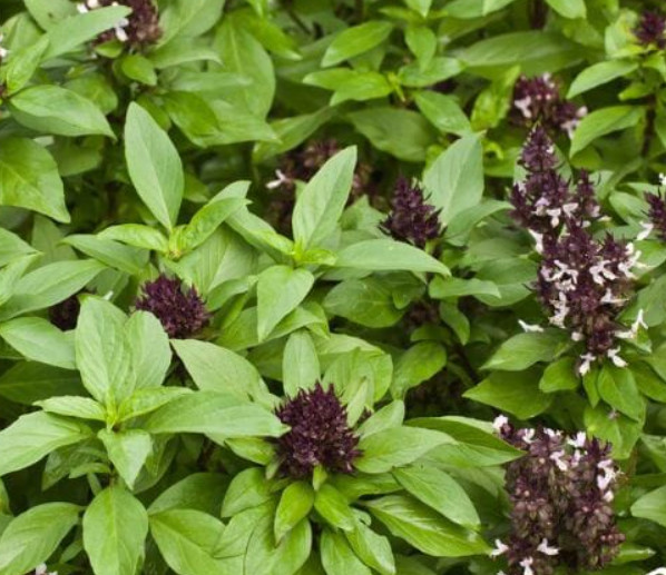 Basil CHERYL’S CHEFS BLEND Ocimum basilicum 6 Types Culinary Mix 200+ Seeds!