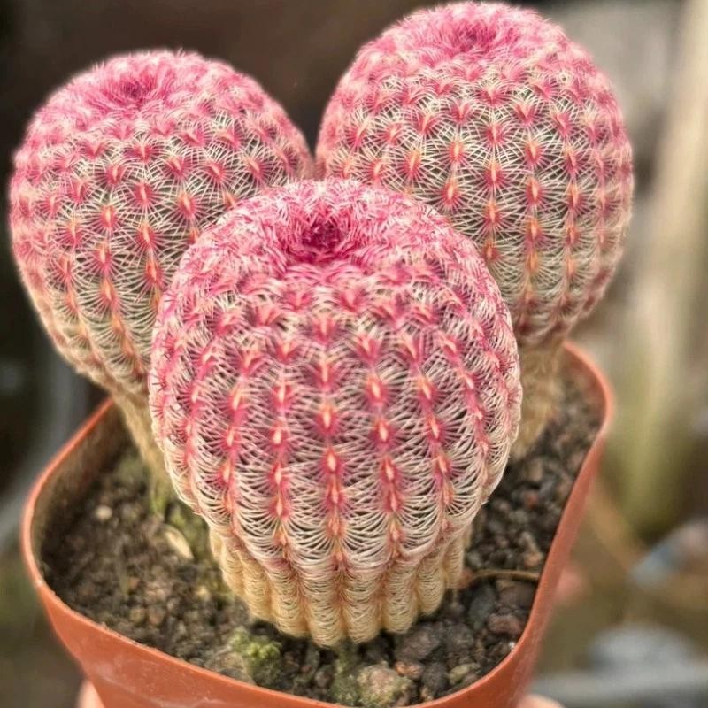 Echinocereus rigidissmus rubispinus Rainbow Hedgehog Cactus Succulent Plants