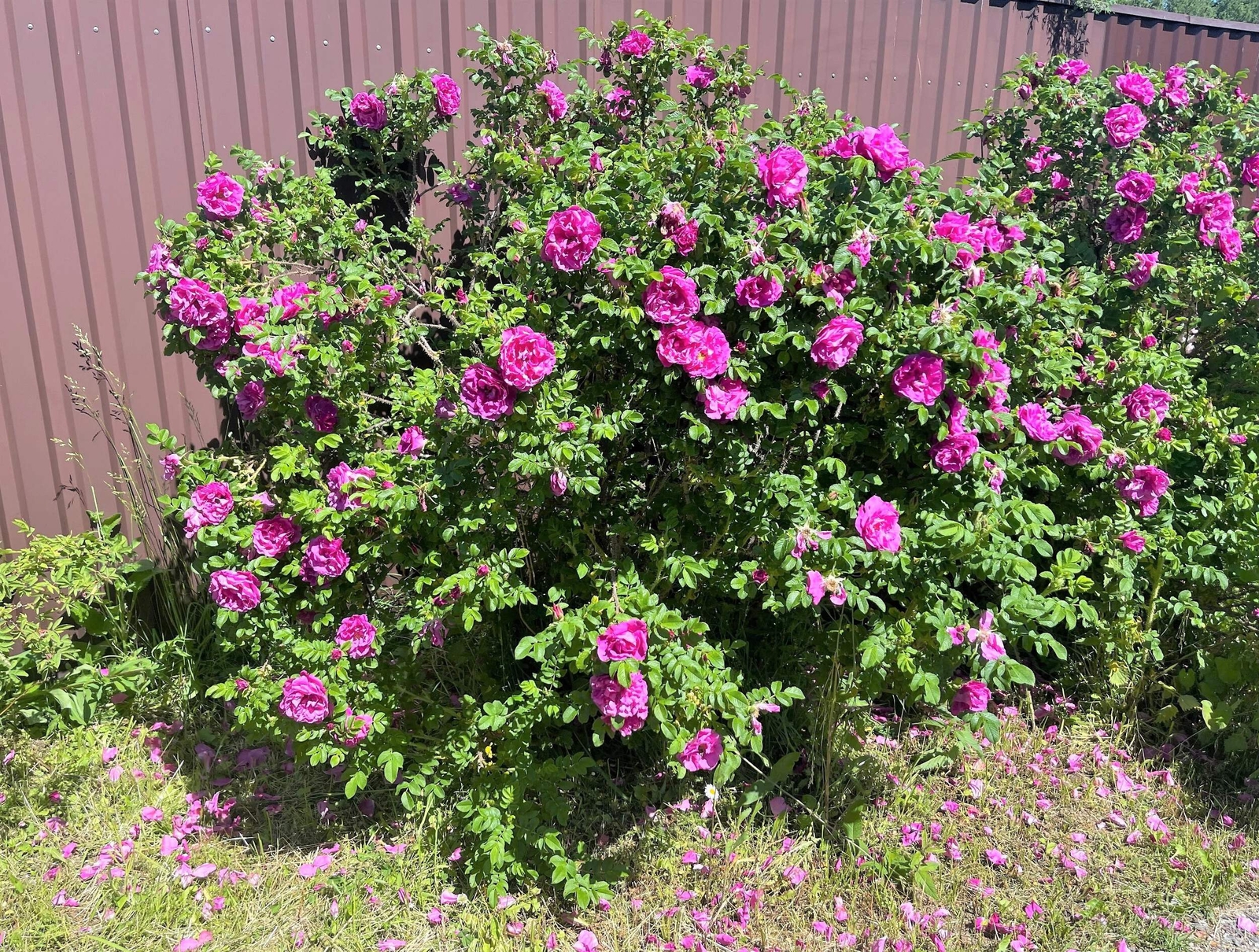 50 Pink BEACH ROSE Seaside Sand Rose, Beach Tomato Rosa Rugosa Hips Flower Seeds