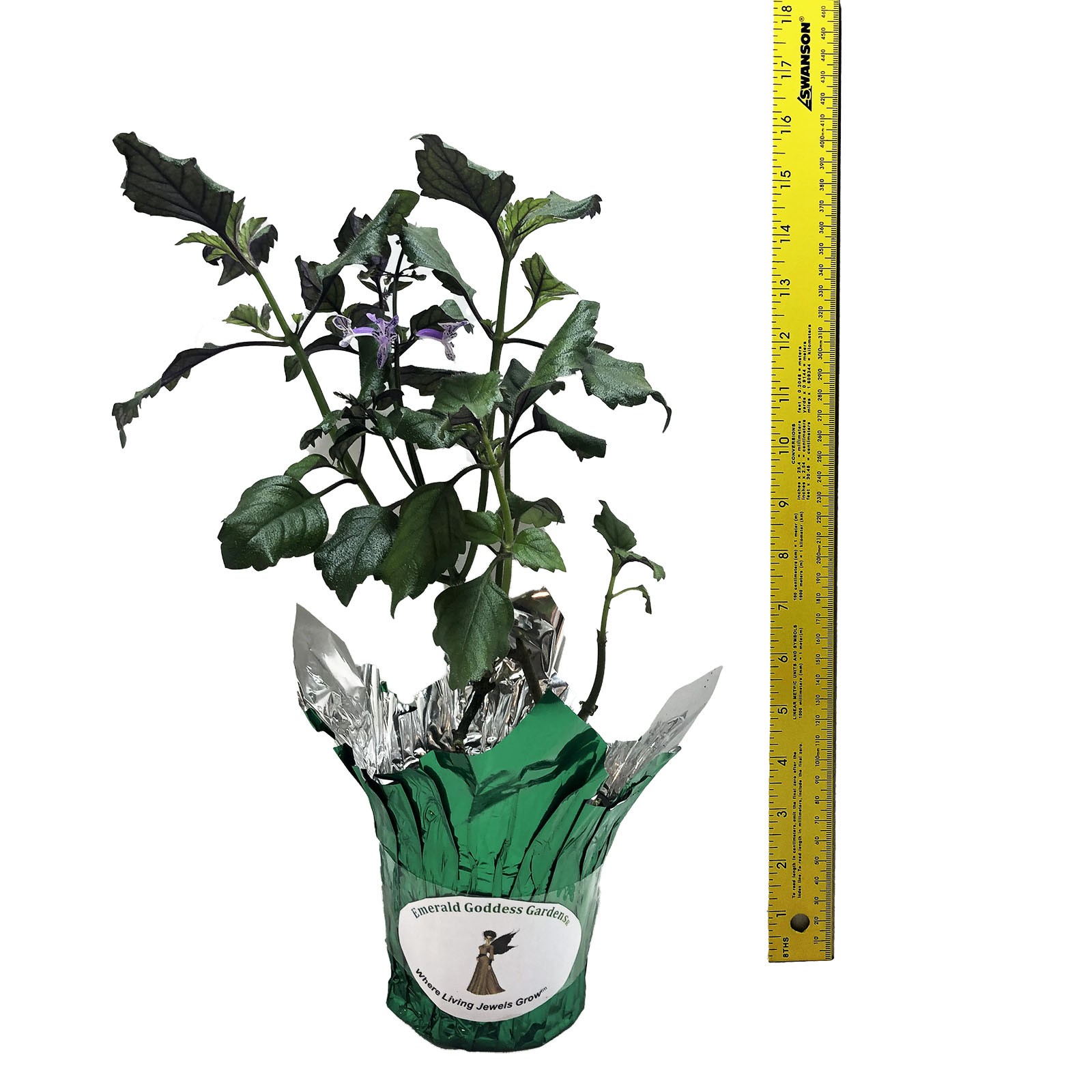 MONA LAVENDER Perennial Plant Long Lasting Purple Spike Flower Shade Garden