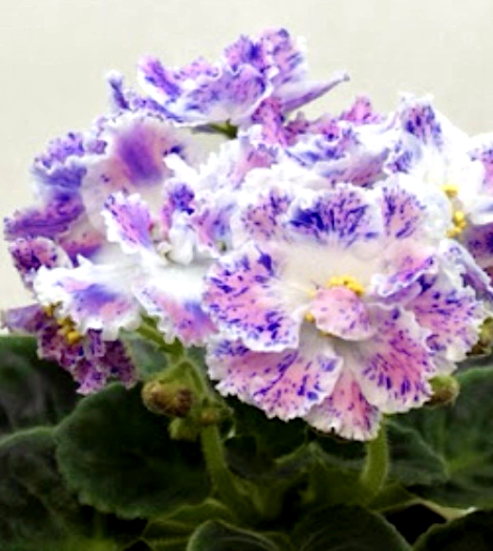African Violet PT Yunaya pastushka /Young Shepherdess Starter