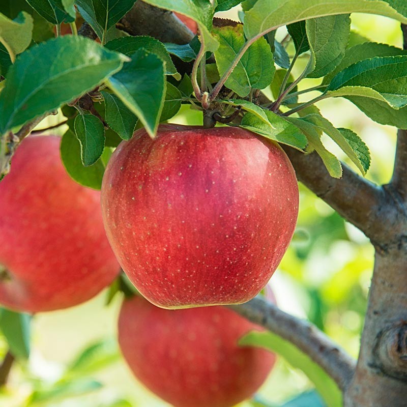 Galla Apple Grafted Fruit Tree In Quart Pot