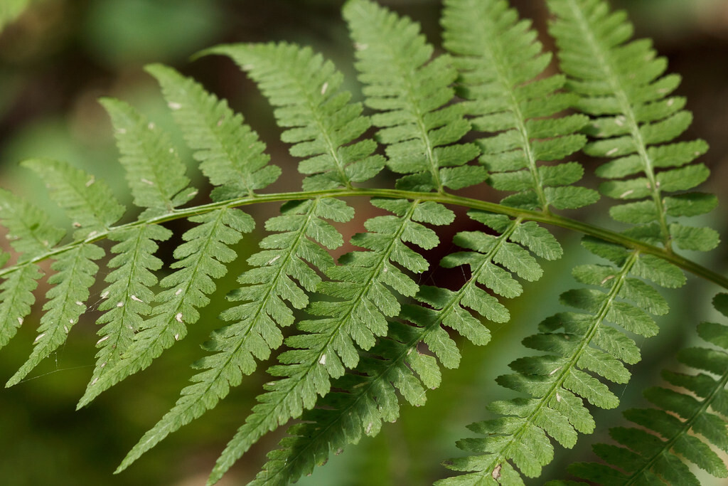 Lady Fern 15 Plants in 3-1/2 inch Pots