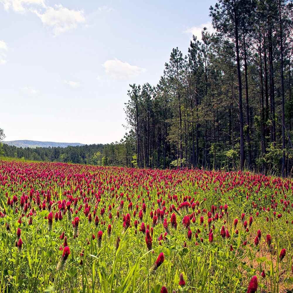 Clover CRIMSON RED Flowers legume adds Nitrogen Pollinators 1000+ Seeds!