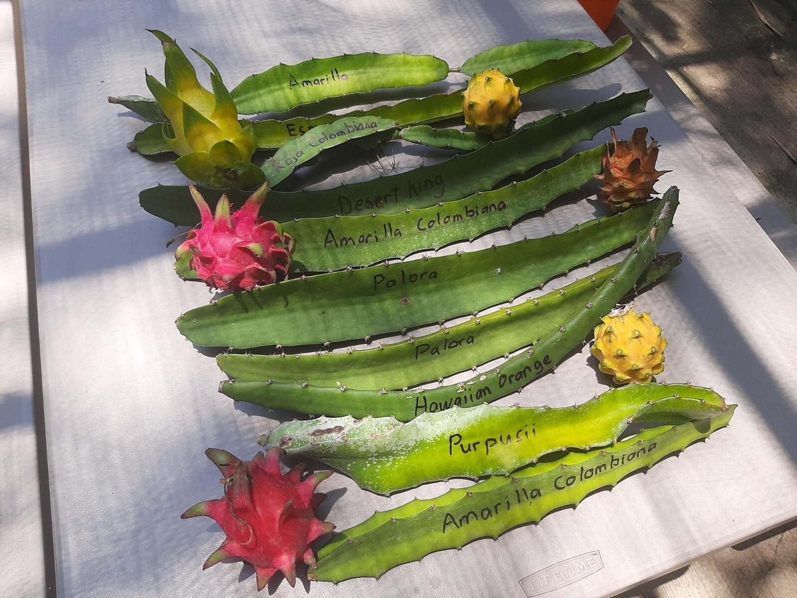 small DRAGON FRUIT CUTTINGS – MULTIPLE VARIETIES – 5″ inches for grafting