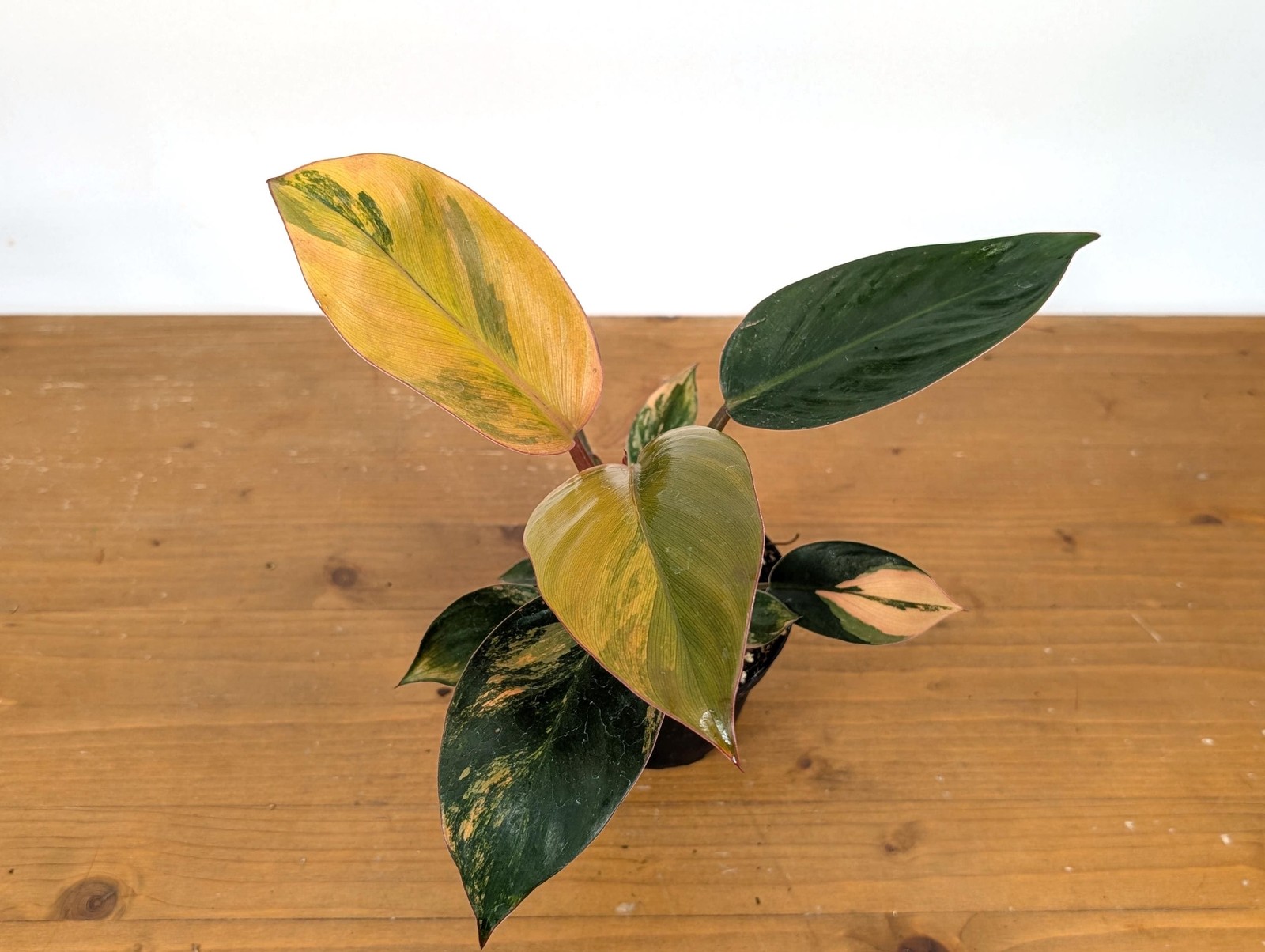 Philodendron Red Congo Variegated Plants | 4″ or 6″ pot