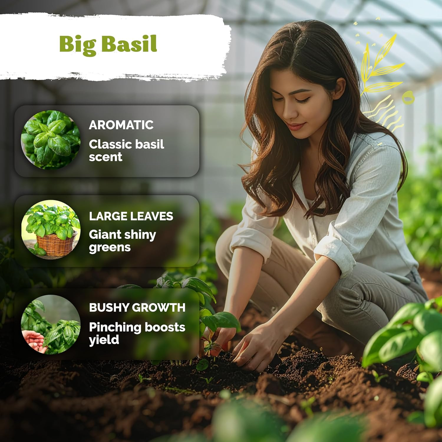 2000 Italian Basil Seeds for Planting (Ocimum Basilicum) – Sweet Genovese Basil,