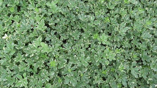 Pachysandra Terminalis ‘Silver Edge’ – 100 Bare Root Plants