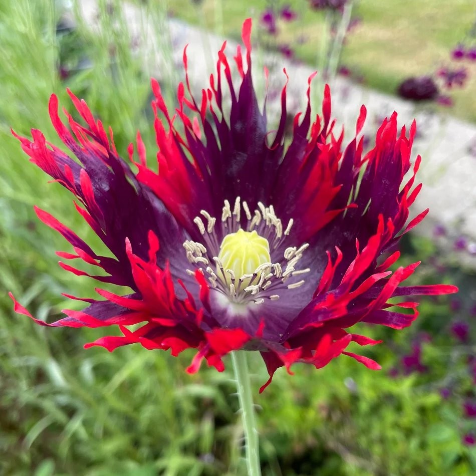 1,000 Rare Afghan Laciniated Poppy Seeds P. Somniferum Fringed & Serrated Blooms