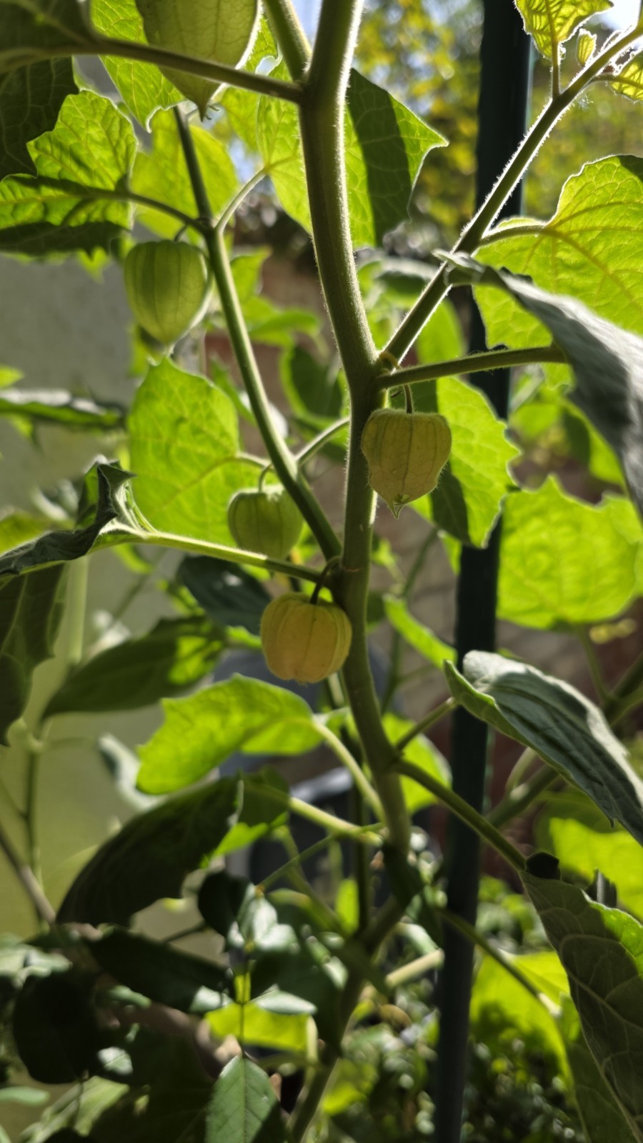 100+ Giant Poha Berry Seeds | Physalis Peruviana Golden Ground Cherry
