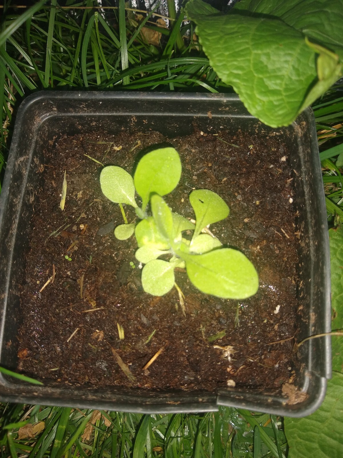 5000 Tobacco Seeds Harvest Gold (Nicotiana Tabacum)2022