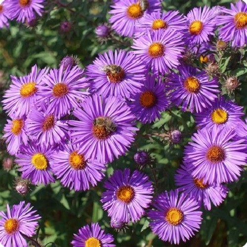 New England Aster Seeds – Symphyotrichum novae-angliae – Heirloom Fall Perennial