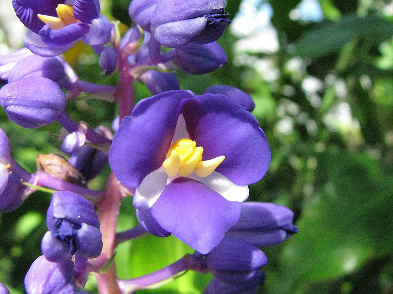 Hawaiian Blue (polu) Dichorisandra Thyrsiflora Ginger Plant Roots 1 Pack