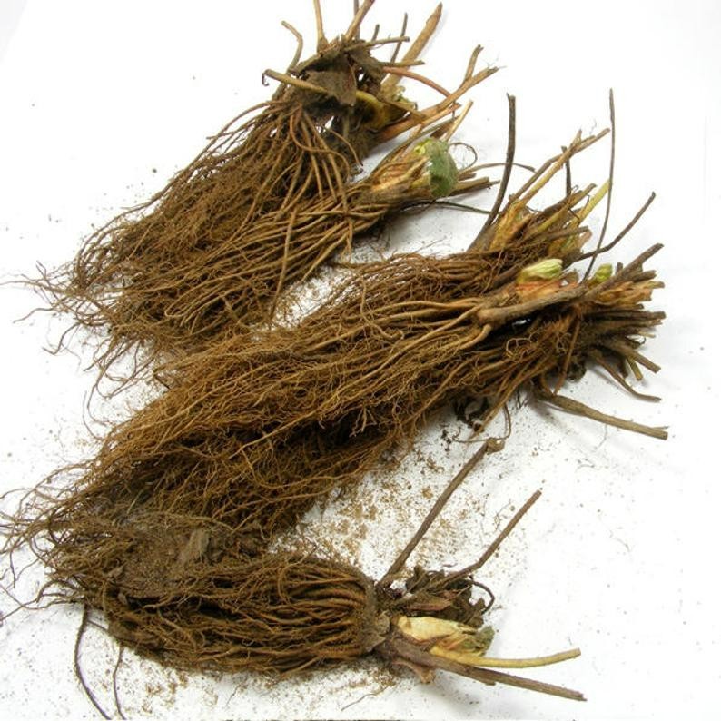 12 Strawberry Plants “Sweet Charlie”-SUPER-SWEET (Pack of 12 Bare Root)Zone: 4-9