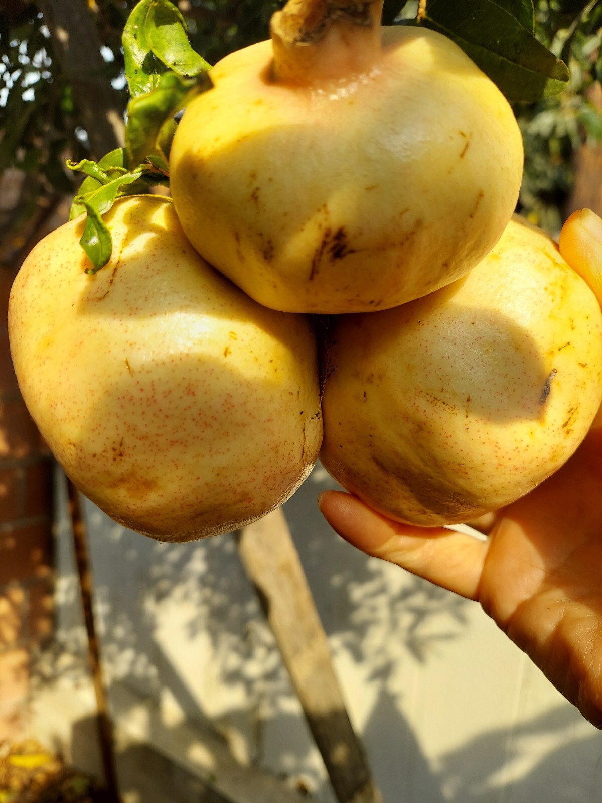 Very Rare Organic White Pomegranate 10 cuttings