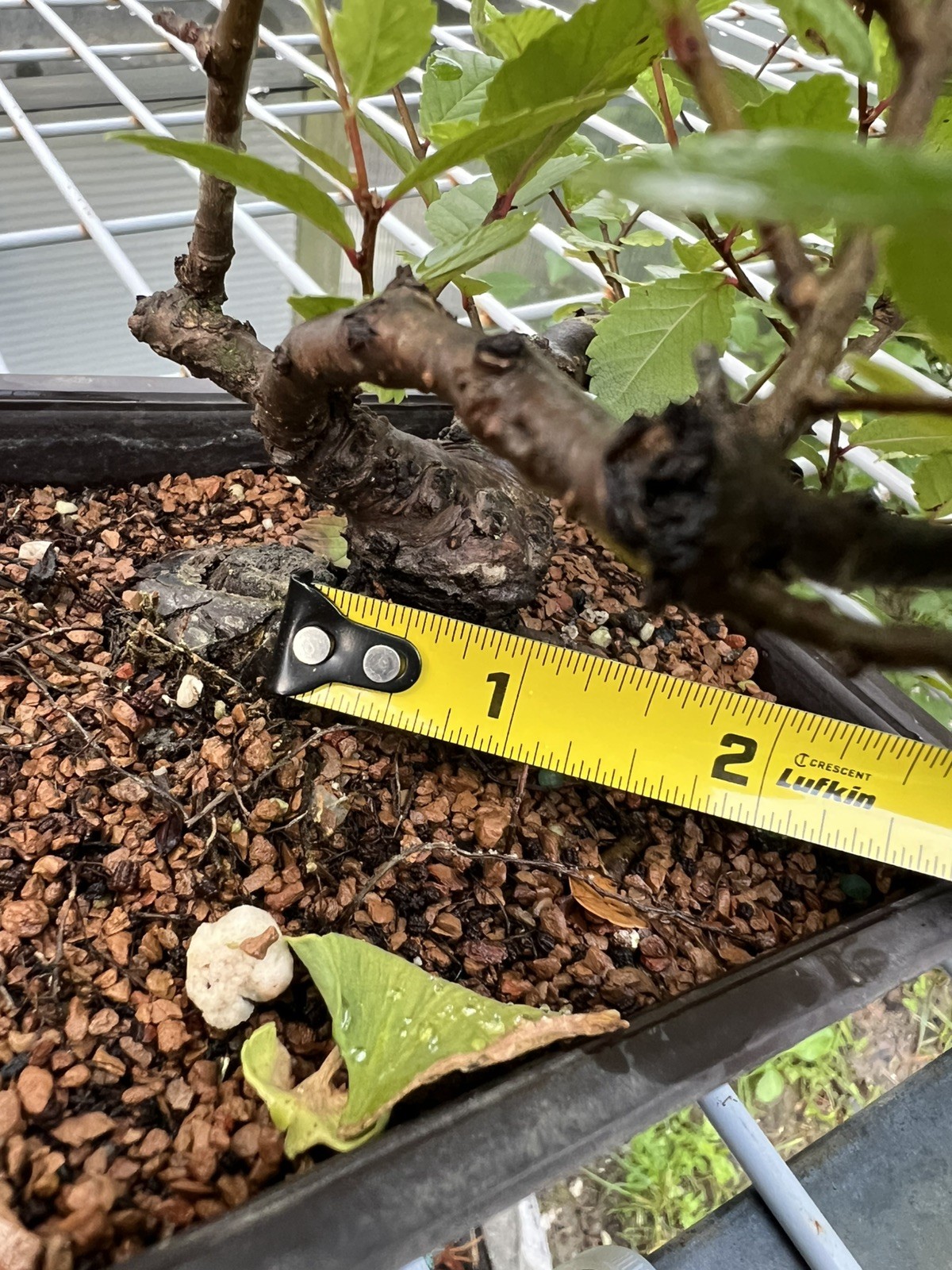 CHINESE ELM Pre-Bonsai /Bonsai Tree Cold Hardy / Tiny leaves 5 years old