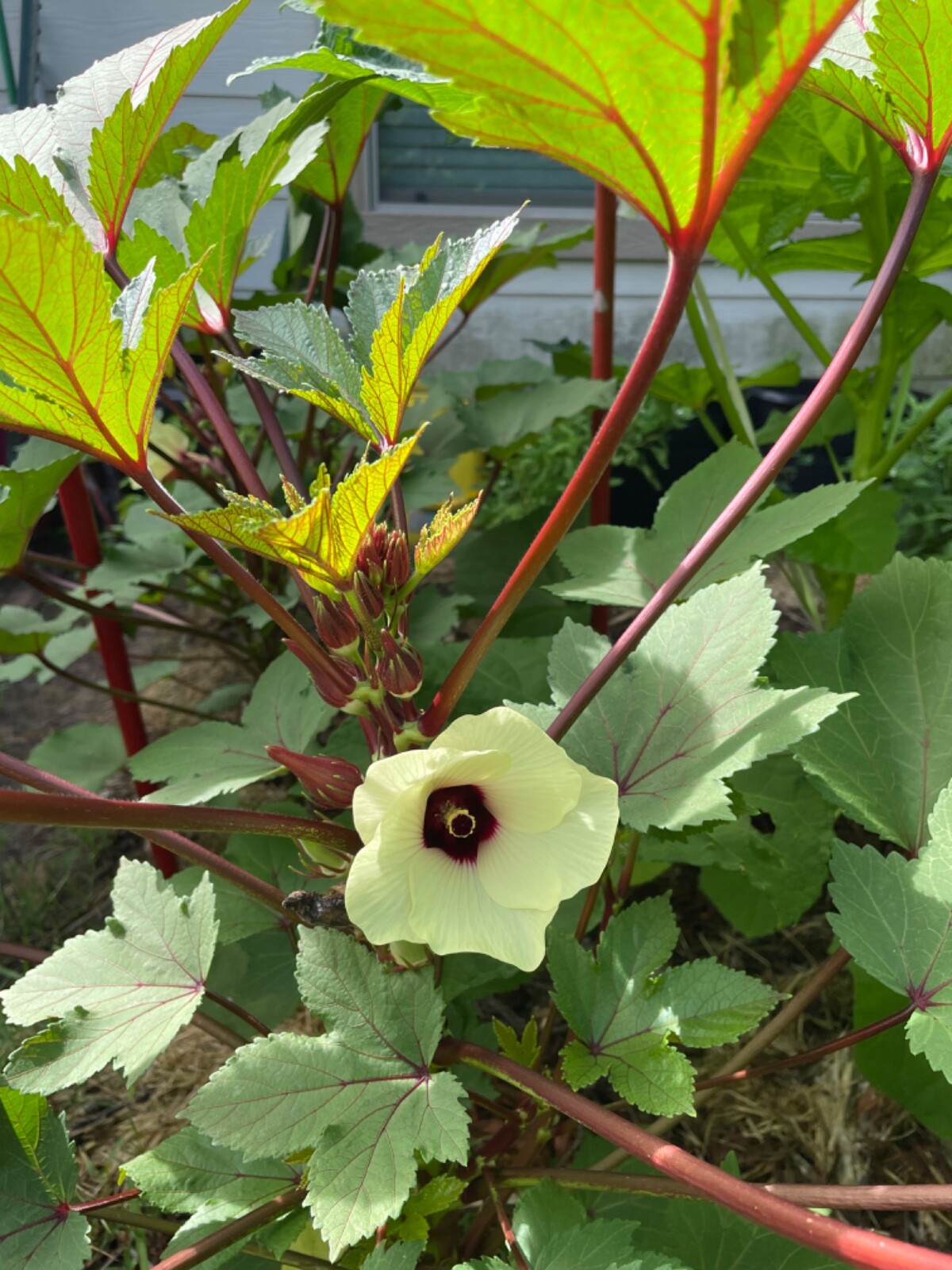 60+ Okinawa Pink Okra Seeds Open Pollinated No pesticides. Early and Prolific