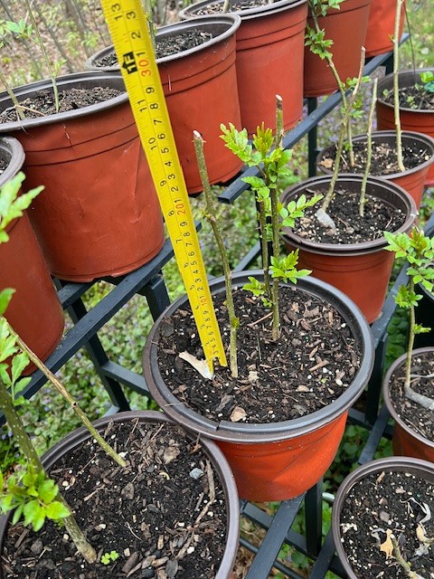 Live Sichuan Pepper Tree 1Yr Old, Zanthoxylum simulans, Lot of 2 花椒树苗