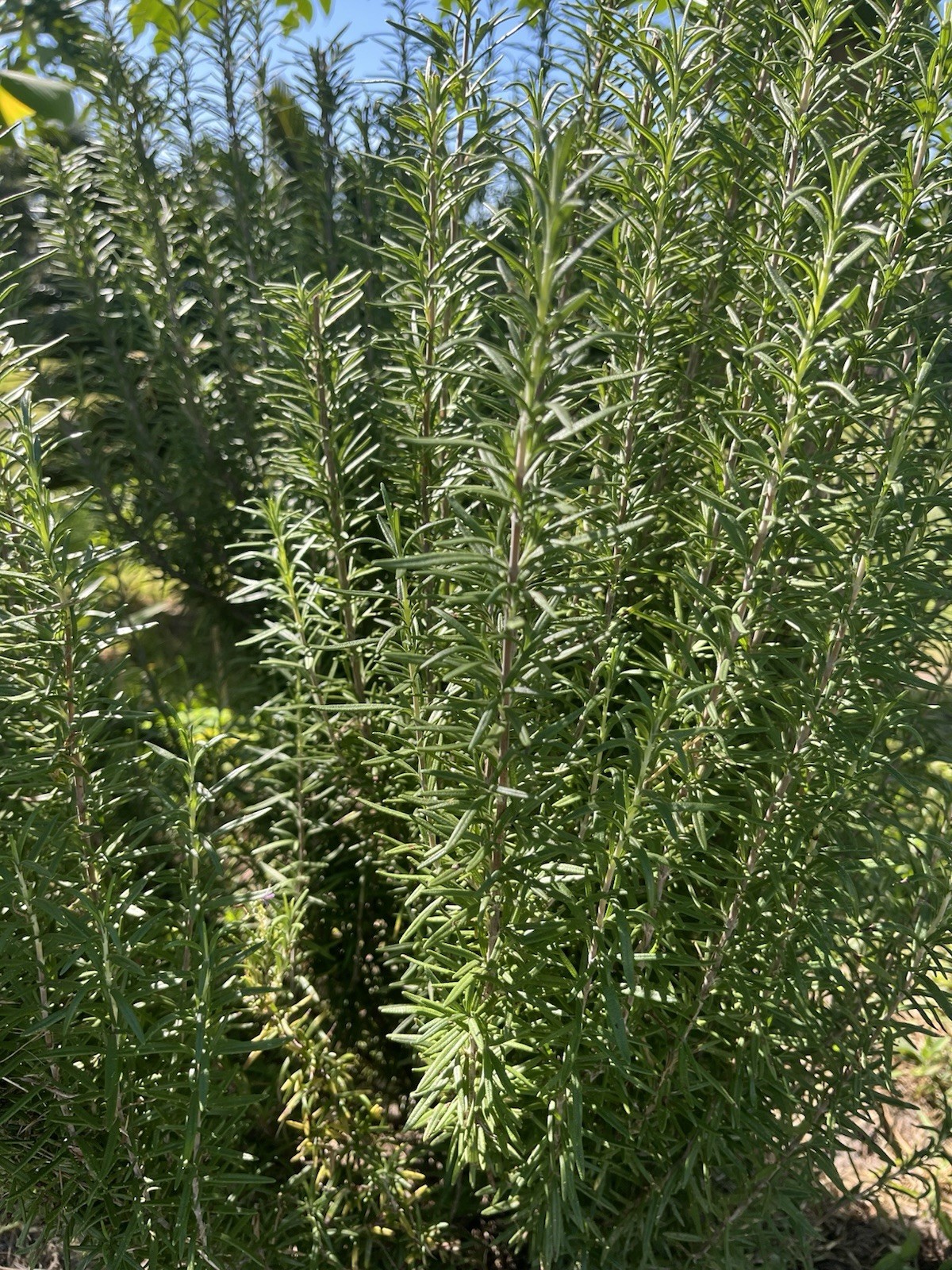 2 Rosemary Cuttings, Live Plants, 5-8” Rooted BARE ROOT