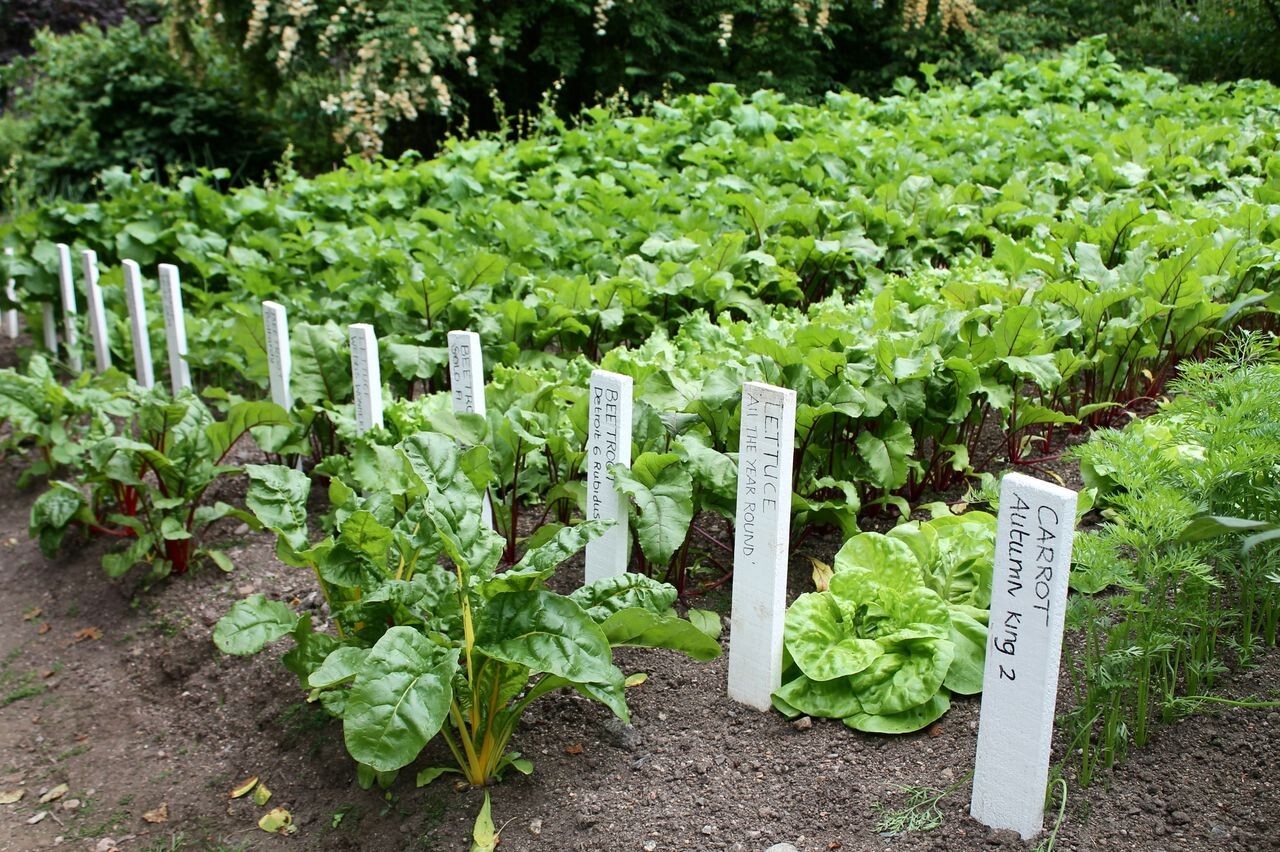 10 Seeds Calsweet Watermelon Vegetable Planting NON-GMO Heirloom Garden EZ2 GROW