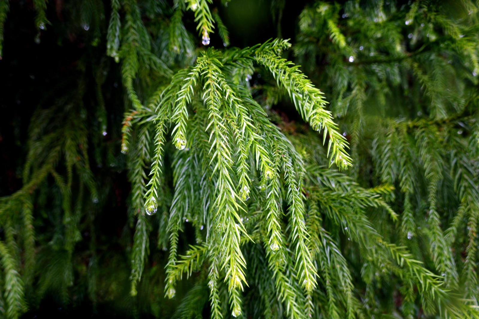 Taiwan Cedar Coffin Tree Seeds (Taiwania cryptomerioides) Rare Evergreen Conifer