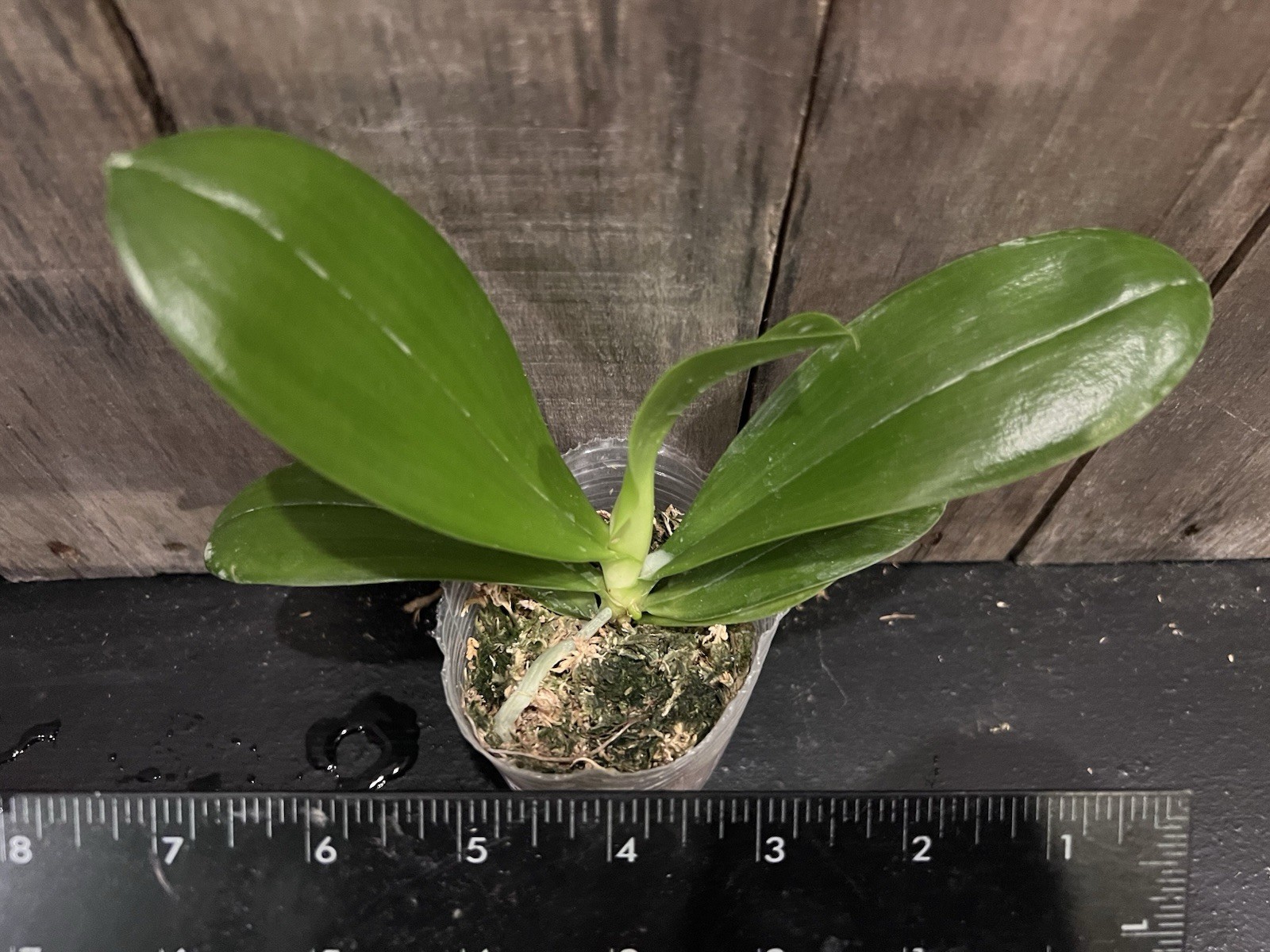 Phal. KS Super Zebra ‘Golden Zebra’, Mature Size, FREE Shipping
