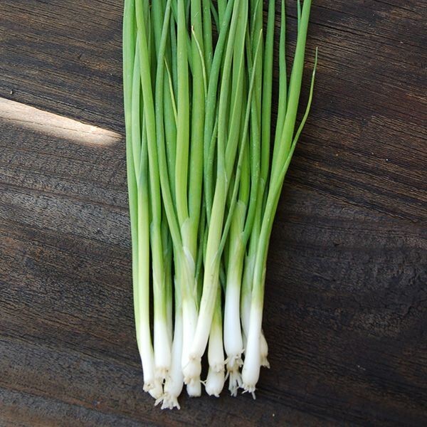 WHITE BUNCHING ONION SEEDS, HÀNH LÁ (250+ PCS)