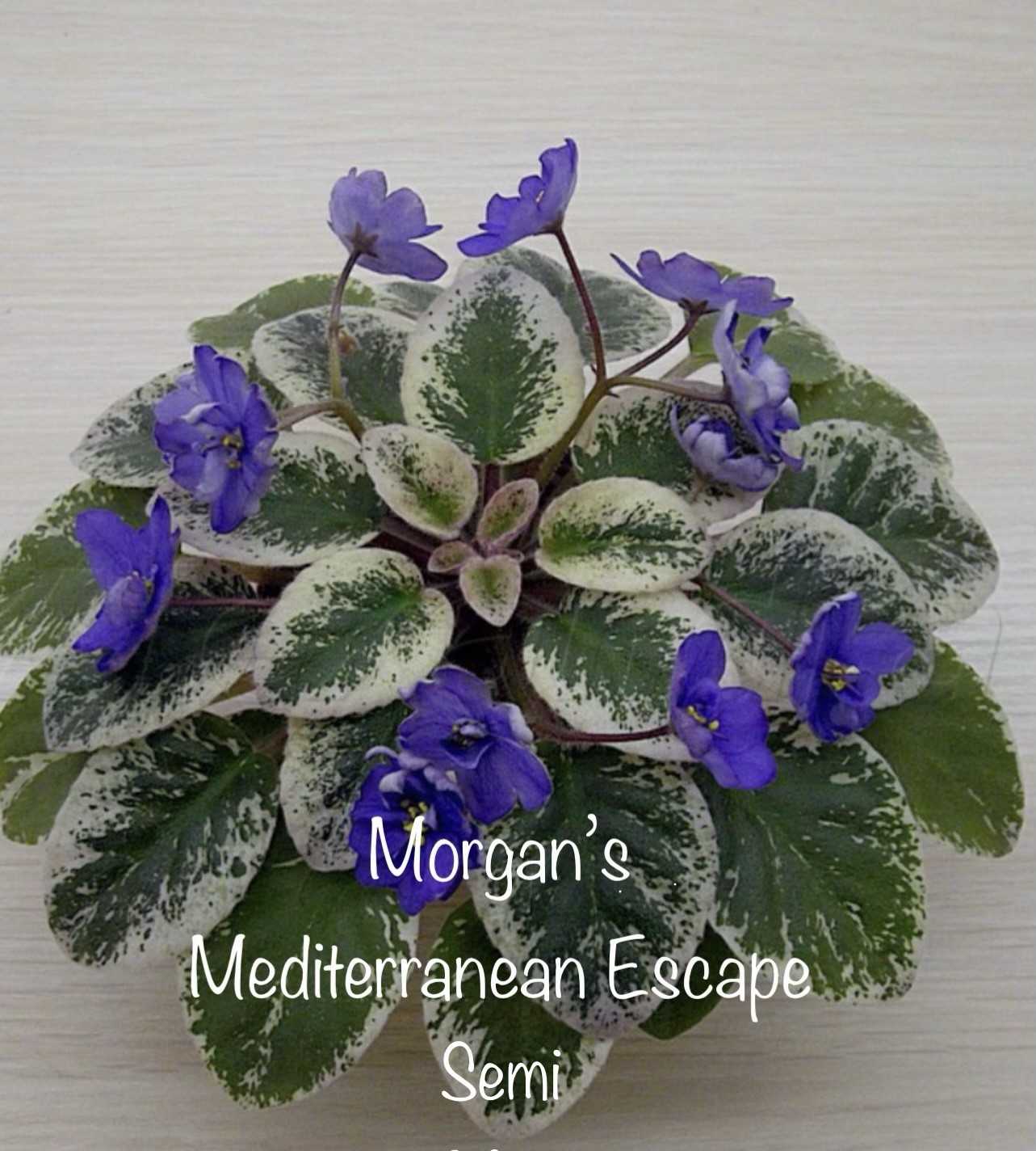 Buyers Choice Mini/Semi Mini Violet 3 Plant Collection. FREE SHIPPING!!!