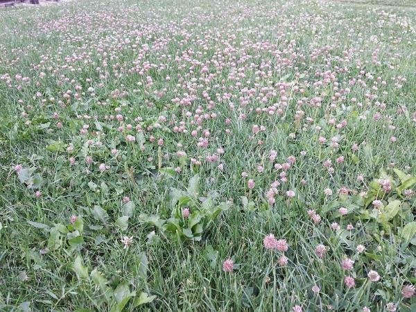 Trifolium fragiferum | Strawberry Clover | Strawberry Headed Clover | 250 Pellet