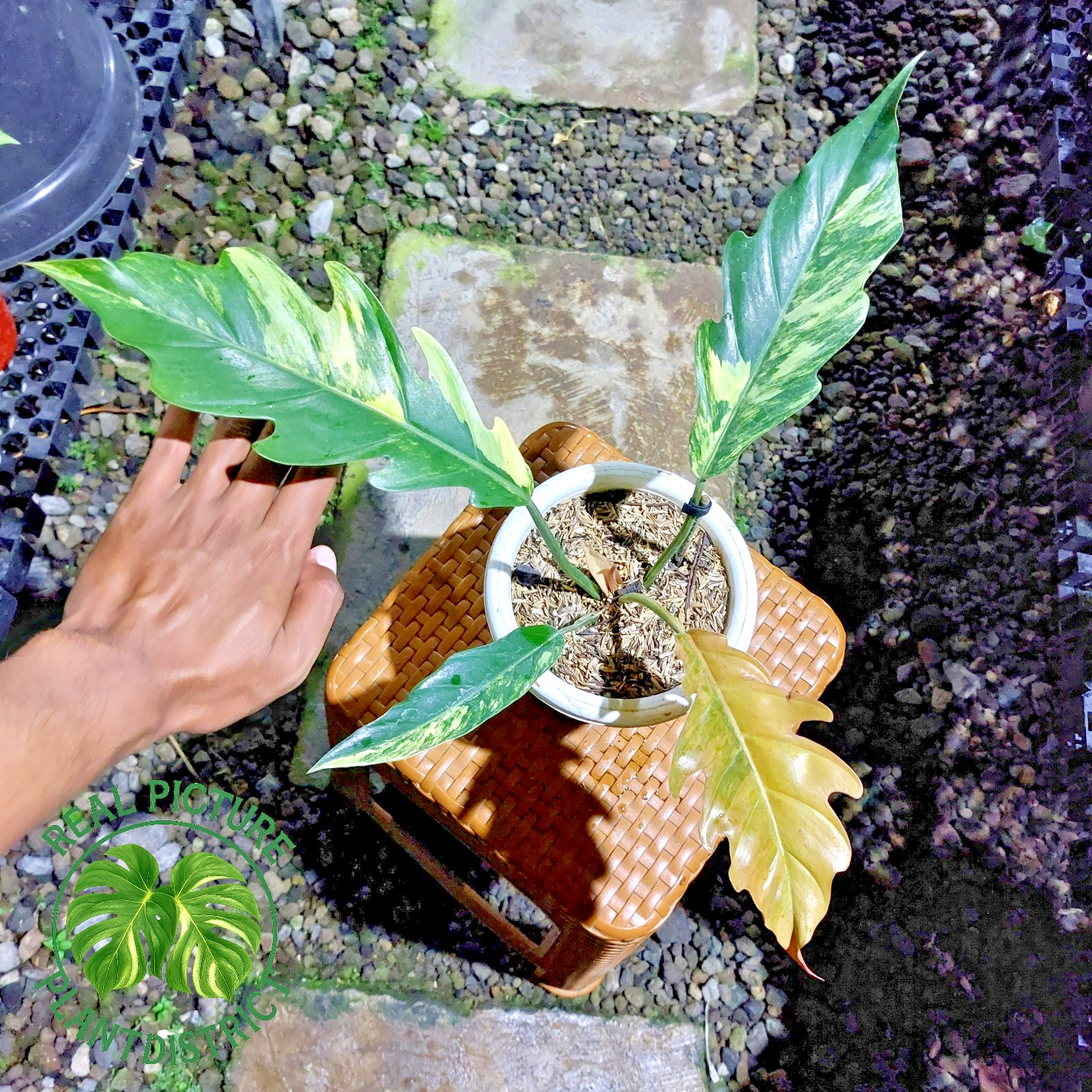 Actual Image Philodendron Caramel Marble Variegated Free Phyto 01