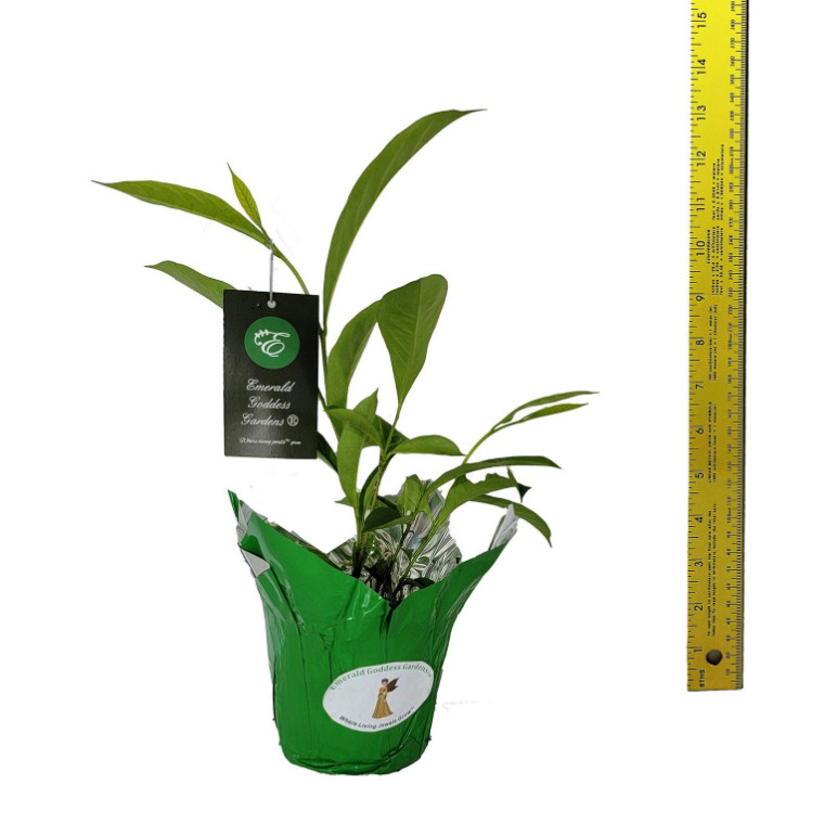 Yesterday Today Tomorrow Brunfelsia Live Plant Purple White Flower 4″ Pot