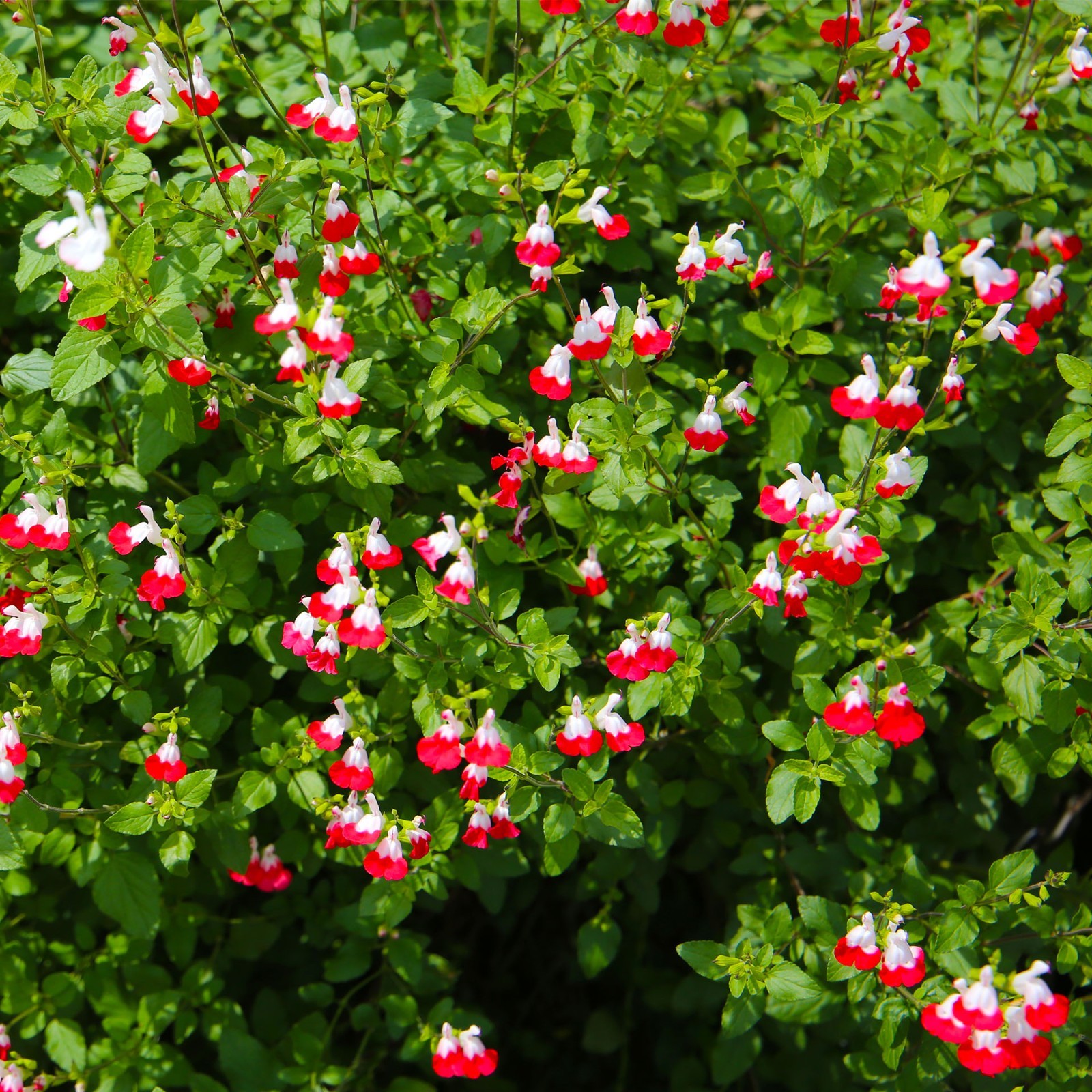 Hot Lips Sage in 3.5” Nursery Cubes (Salvia microphylla ‘Hot Lips’) | Live Herbs