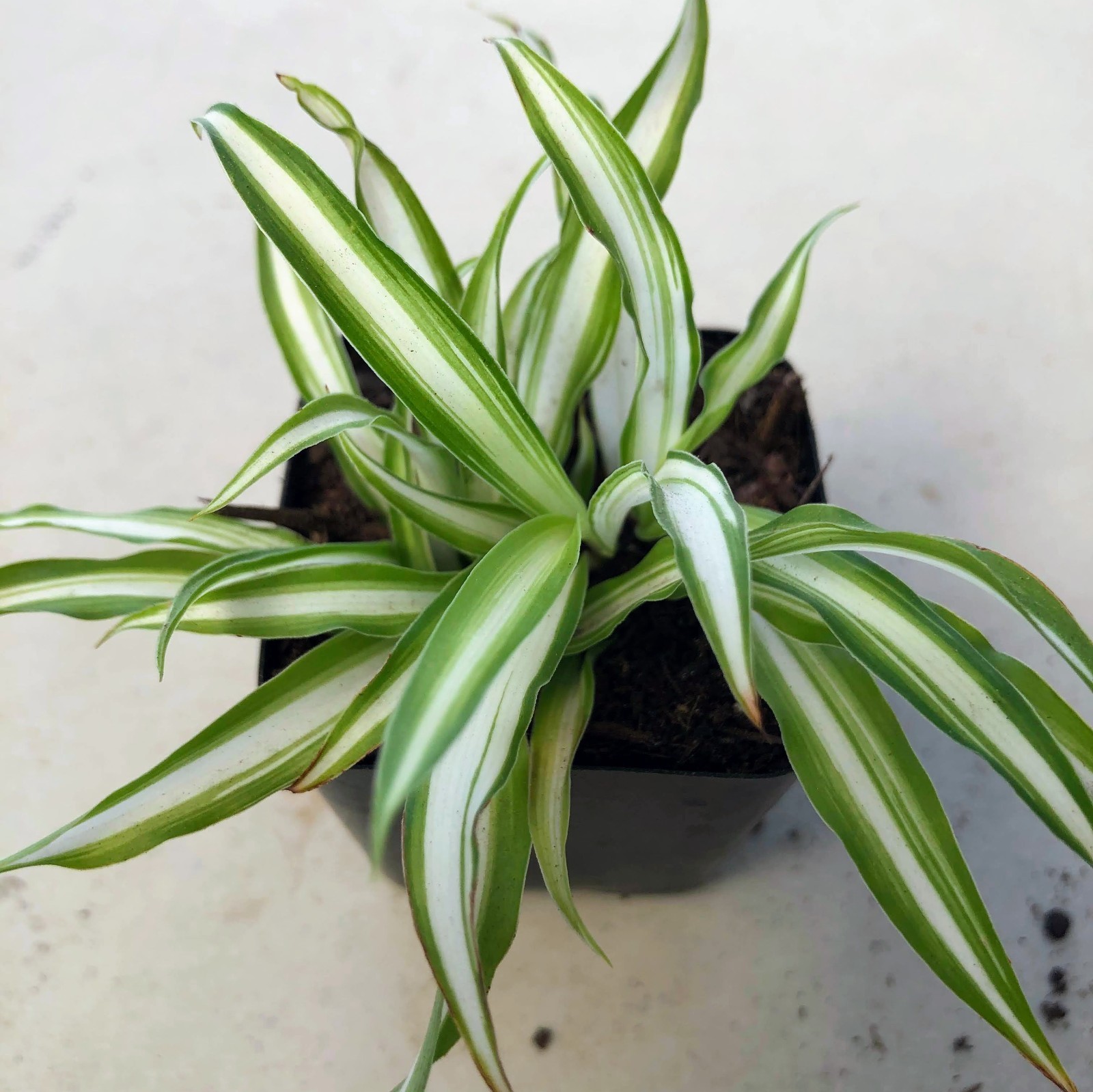 Spider Plant Live Indoor Houseplant Fountain Like Shape Easy Care Hanging Plant