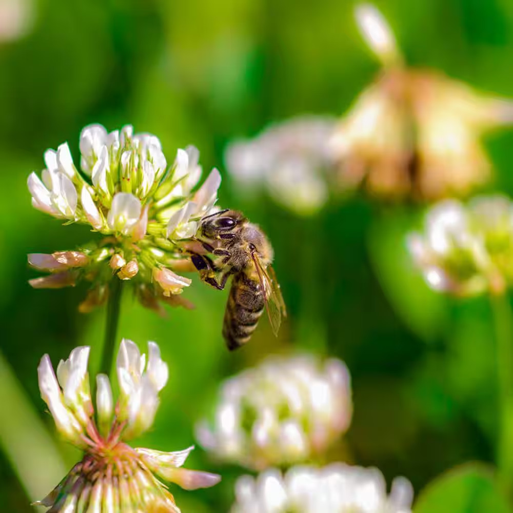 1 Lb. White Dutch Clover, Provides Erosion Control
