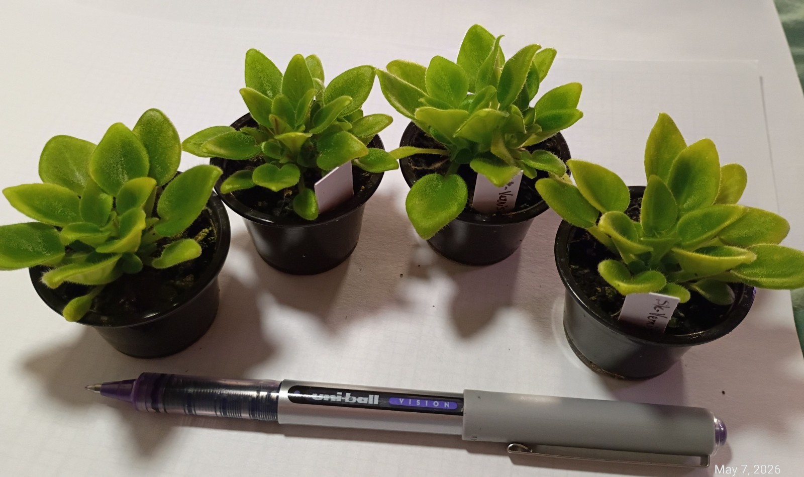 African Violet ~ SK-Vernisazh (Micro Mini) ~ Healthy Live Plant