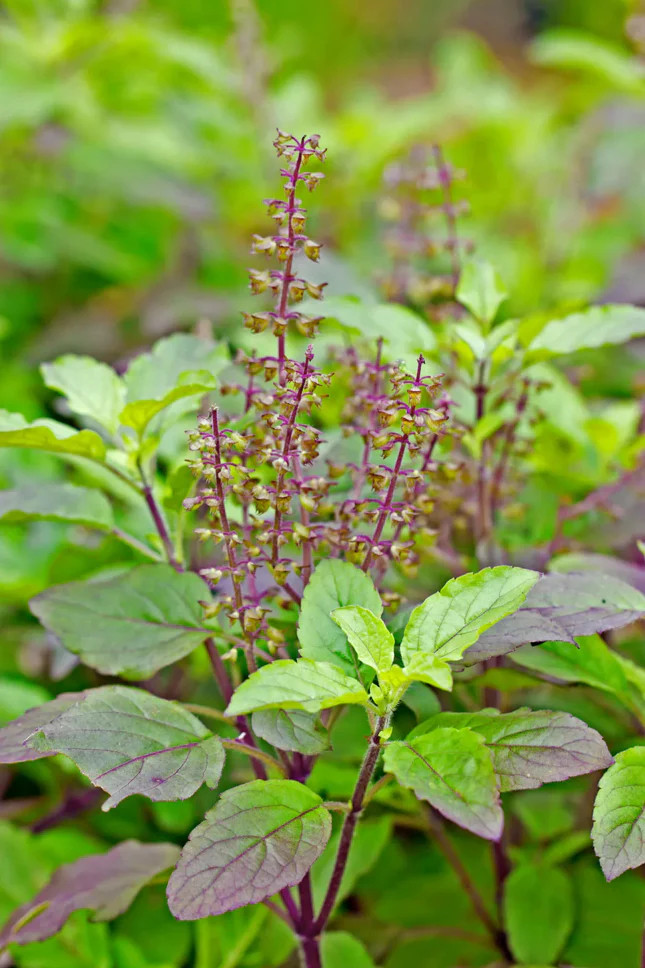 Red Leaf Thai Holy Basil Seeds | Krishna Tulsi Kraphao กะเพรา Asian Seed 2023