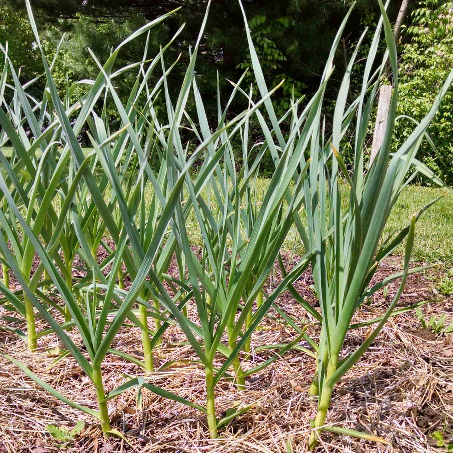 CHESNOK RED ORGANIC SEED GARLIC BULBS XL JUMBO LARGE BULB HEIRLOOM USA GROWN