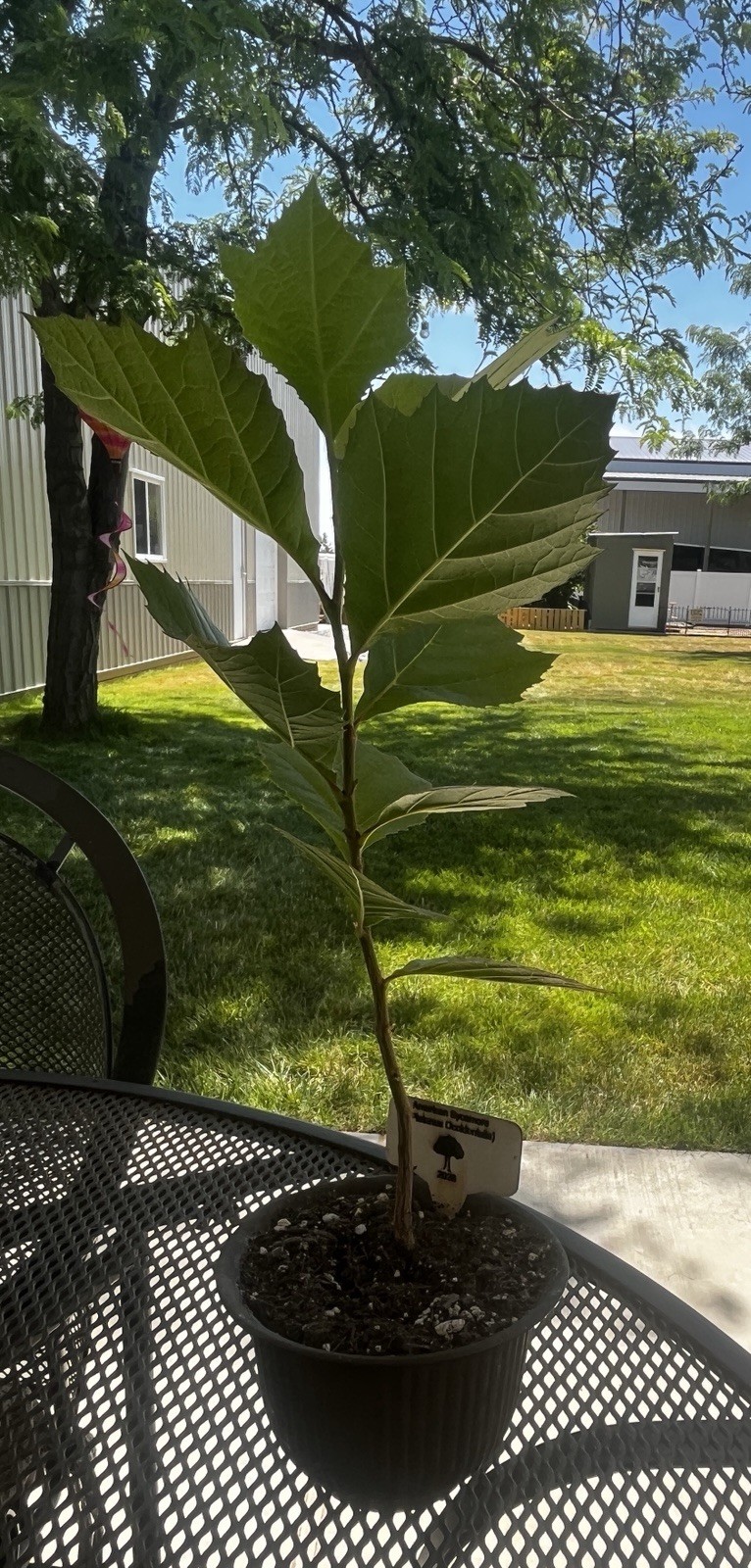Young American Sycamore Tree 6-12″ Platanus occidentalis. Great For Bonsai!