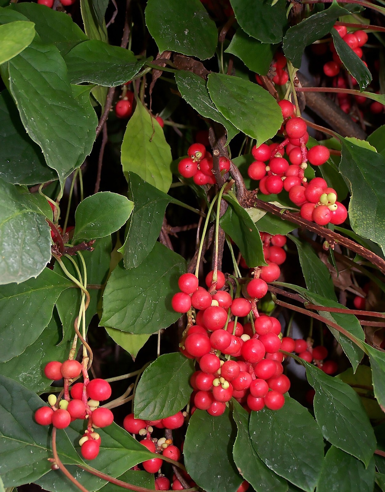 Chinese Magnolia, Schisandra chinensis, Vine Seeds (Fast, Edible, Hardy)
