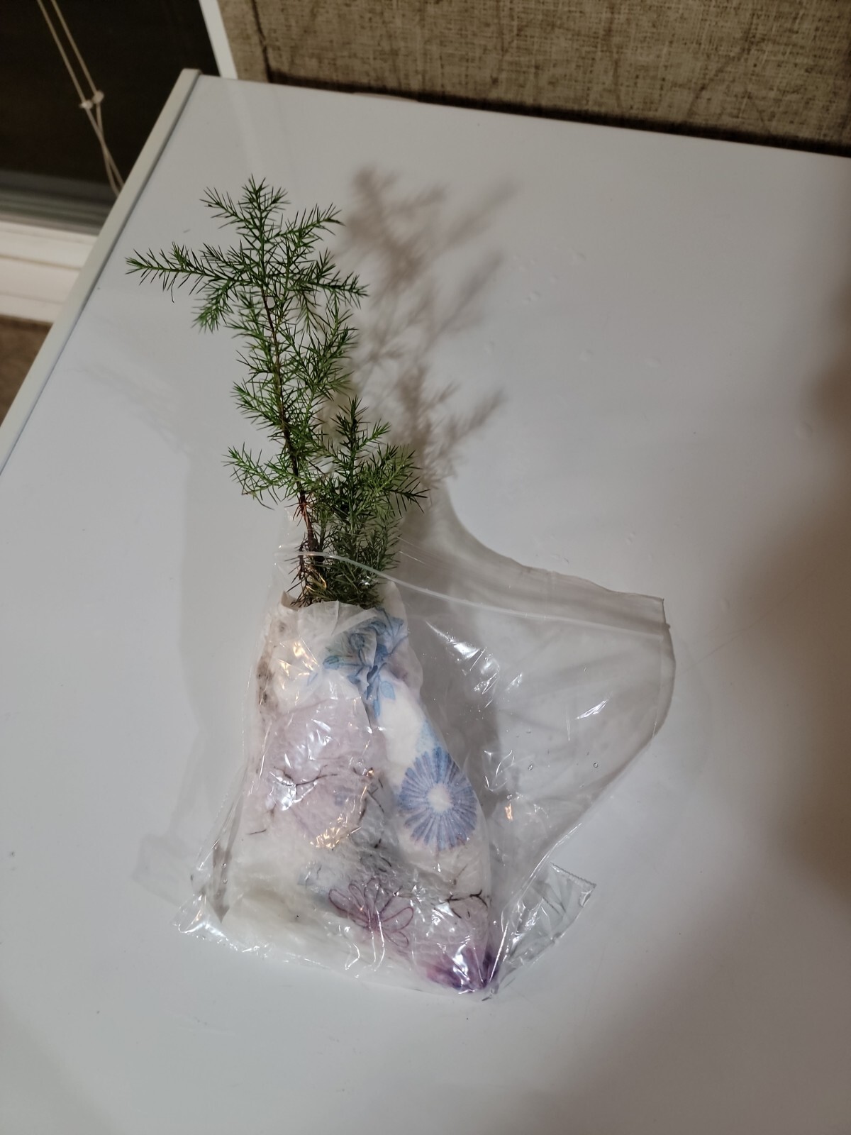 (10) Eastern Red Cedar Juniper seedling live trees 4-8 + inches