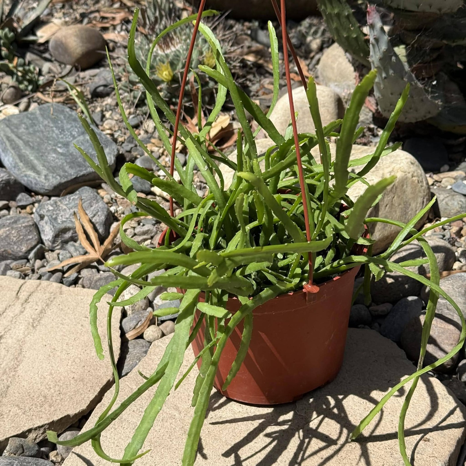 Rhipsalis boliviana