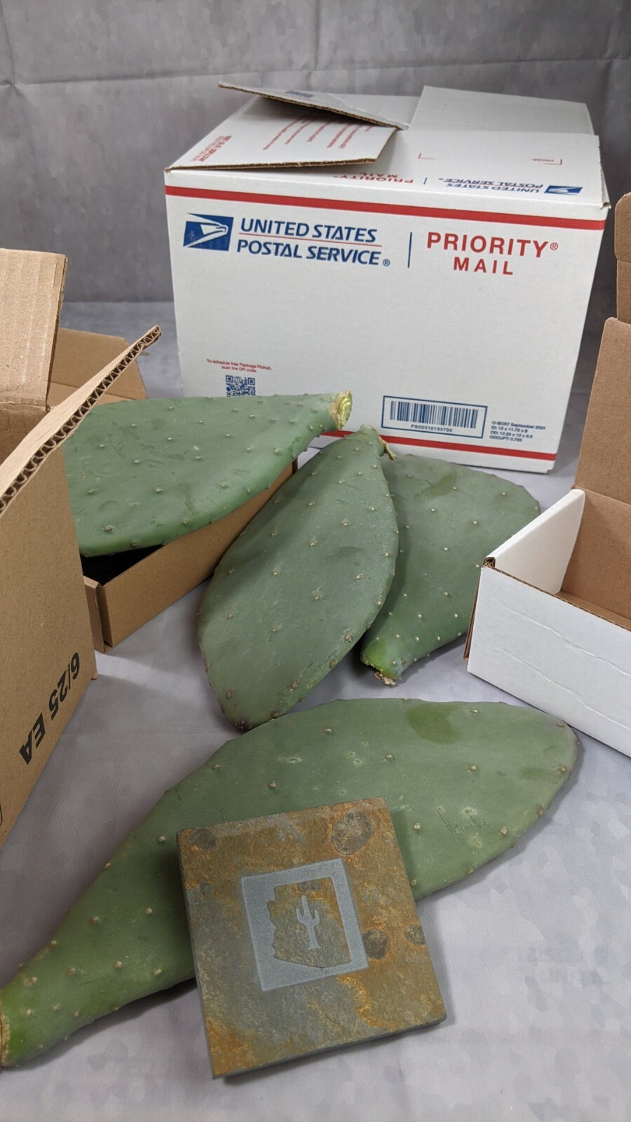1lb Spineless Prickly Pear Opuntia Cactus From Arizona (1lb includes packaging)