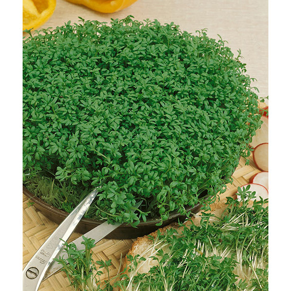 3000 Curled Garden Cress Seeds Non-GMO Heirloom | USA Seller