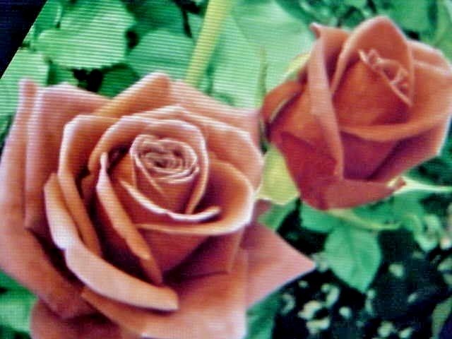 6 SEEDS FRAGRANT LARGE CHOCOLATE BROWN COLOR ROSE FLOWER SEED USA TEXAS SELLER