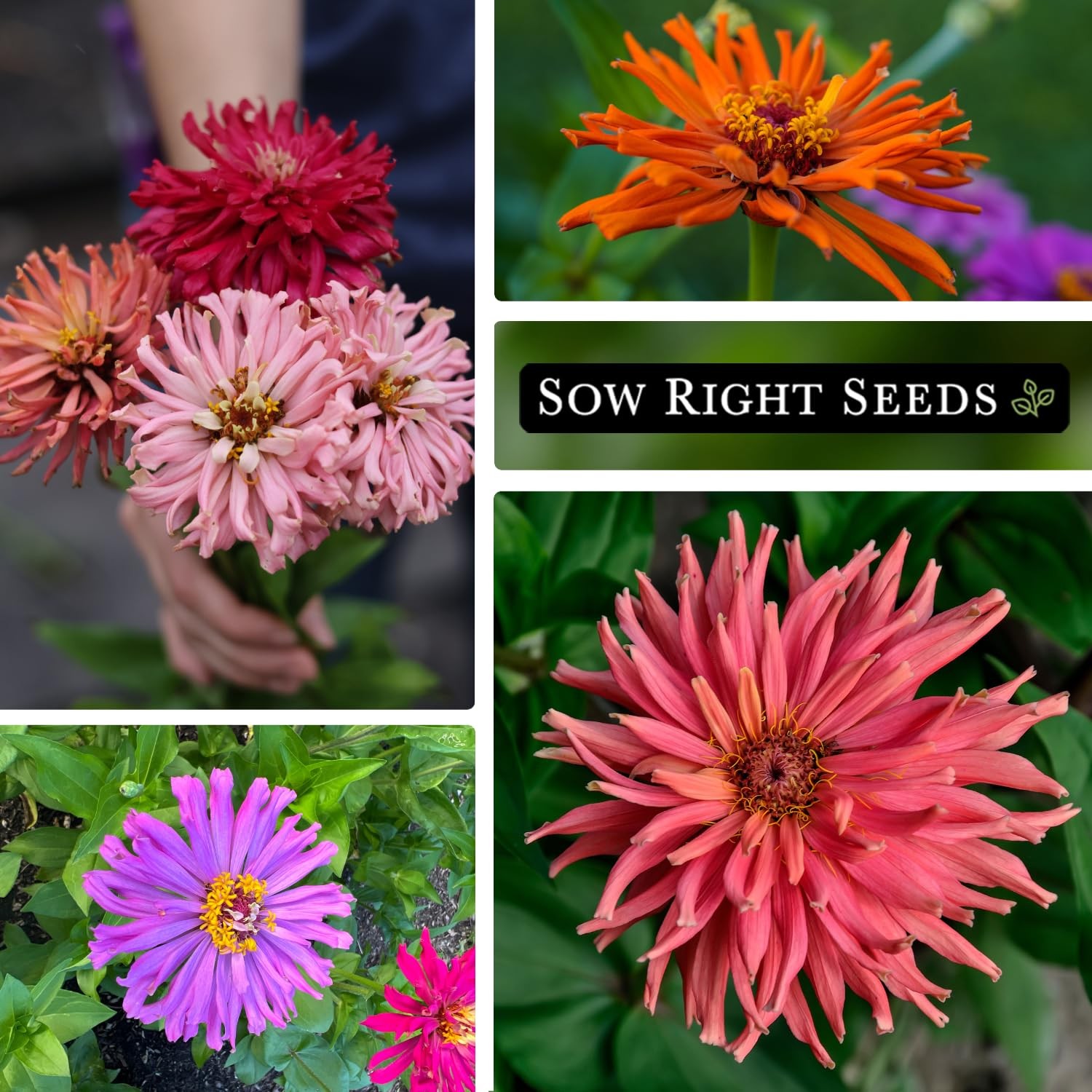 Zinnia Cactus Flower Seeds NonGMO Heirloom for Garden Attract Pollinators