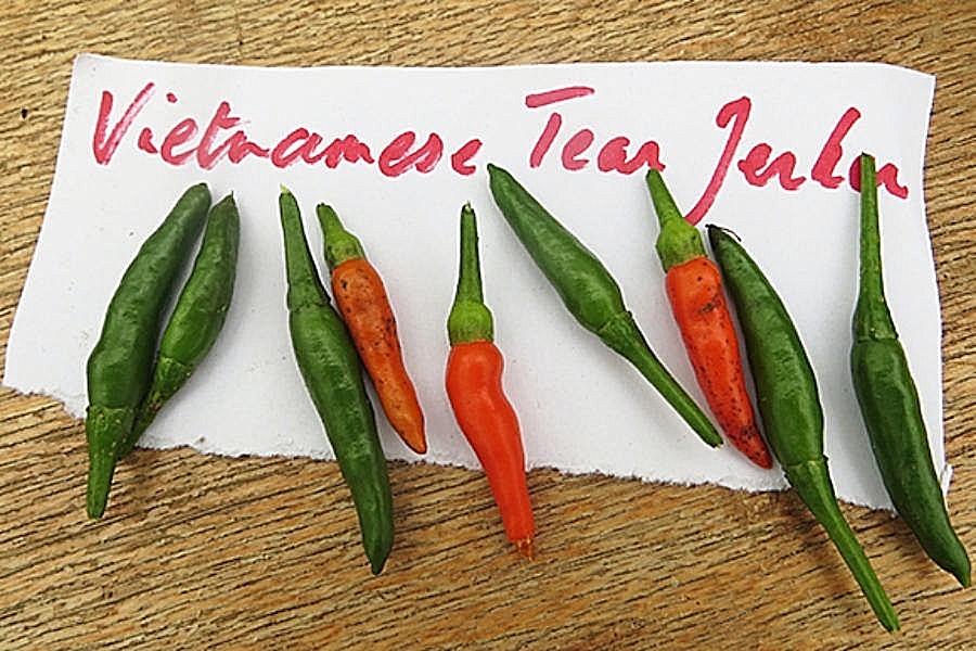 Vietnamese Tear Jerker hot chili pepper seeds non-gmo heirloom SRIRACHA SAUCE!