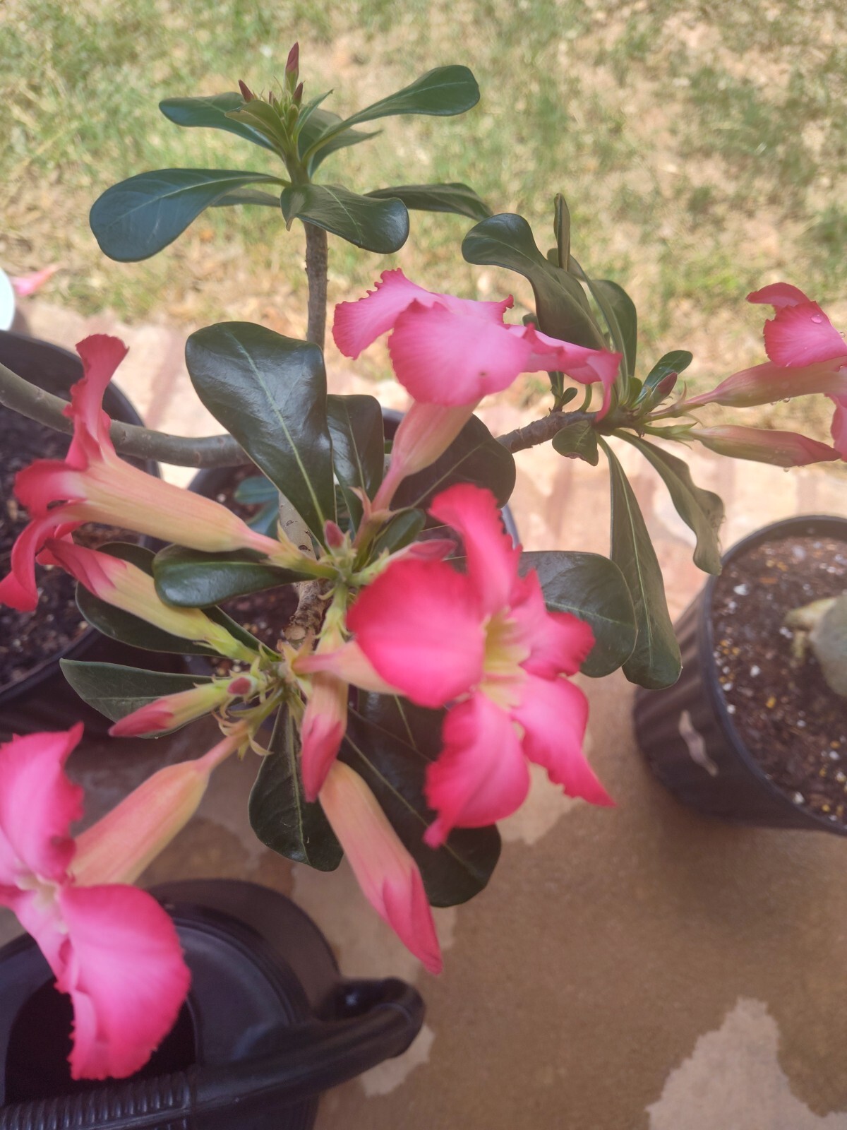 Desert Rose Plants (4)