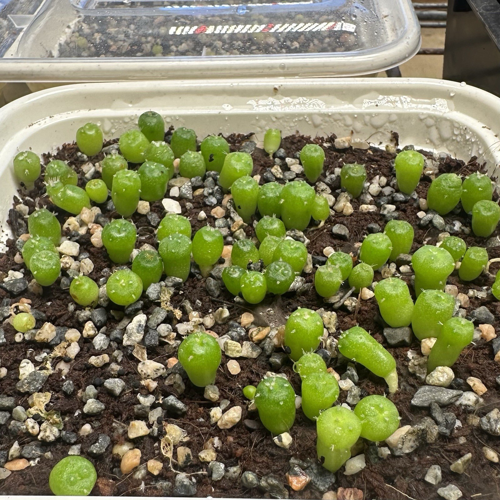 RARE SEEDS (10pk) L. “RIO GRANDE” x10 (Ten) Cactus US SELLER
