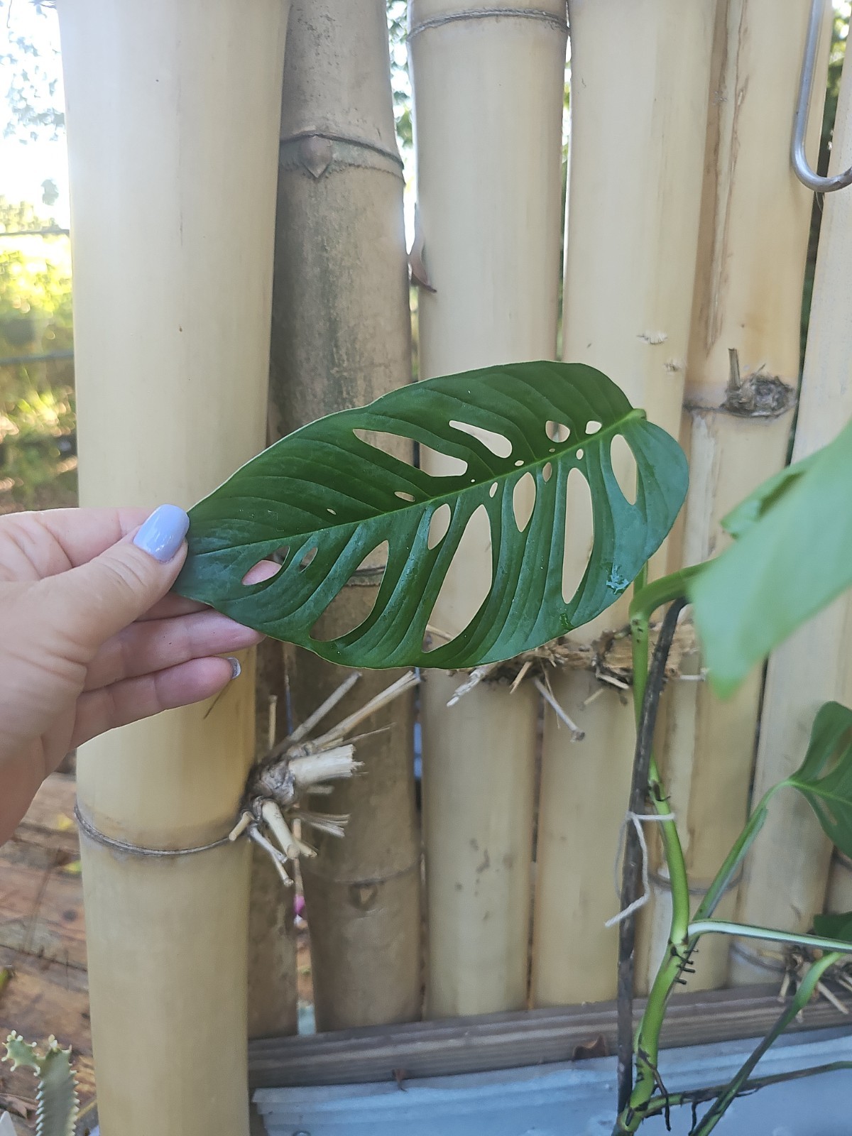 Monstera Adansonii Large Matured Top cutting rooted Live Plant W/ Flower